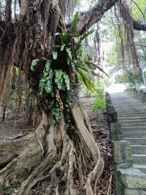 東洋山蘇花