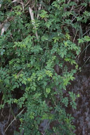 高山薔薇