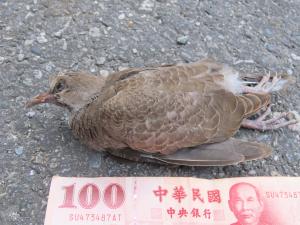 金背鳩(台灣亞種)