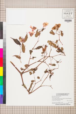 Begonia merrittii標本_BRCM 2726