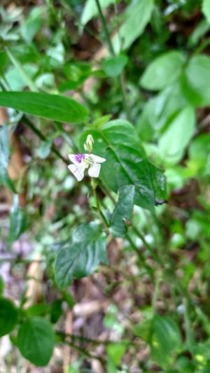 小花寬葉馬偕花