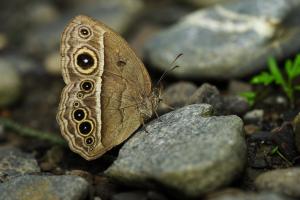 20091004_347158_Mycalesis zonata_a.jpg