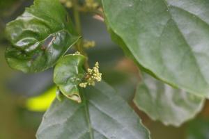 臺灣山桂花