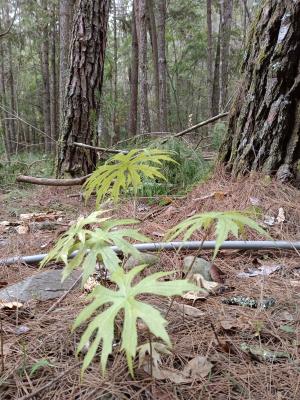 高山破傘菊