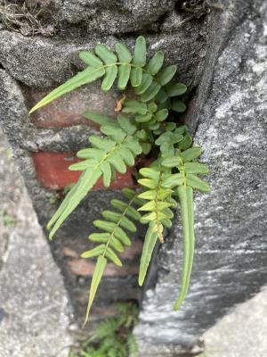 鱗蓋鳳尾蕨