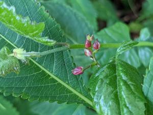 棣慕華鳳仙花