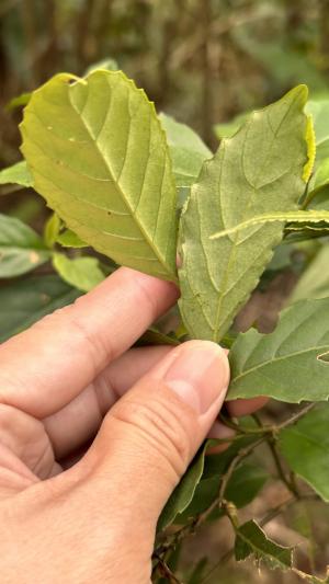 臺灣山桂花