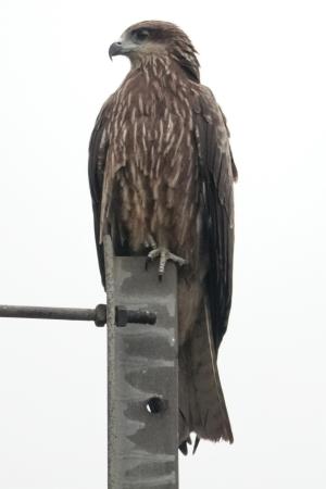 黑鳶