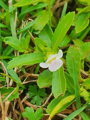 泥花草