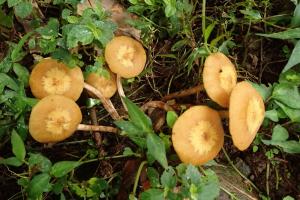 Armillaria tabescens(光松口密環菌)