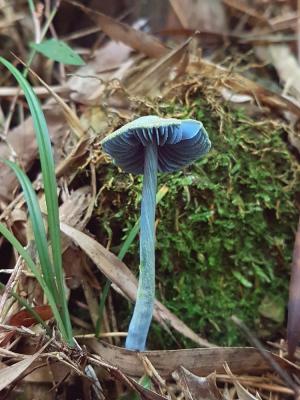Entoloma virescens(變藍粉褶菌)