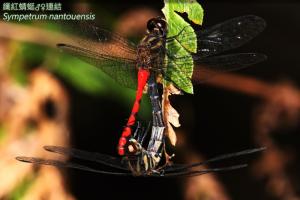14-46 纖紅蜻蜓