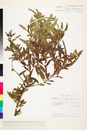 Ludwigia octovalvis (Jacq.) Raven_標本_BRCM 3570