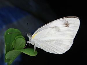 東方菜粉蝶