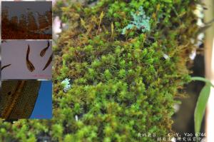 Macromitrium ferriei Cardot & Thér. 長柄簑苔生態及顯微照