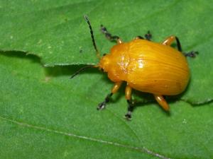 Podontia lutea_DSCN0521-WuLai_cs900