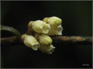 山桂花