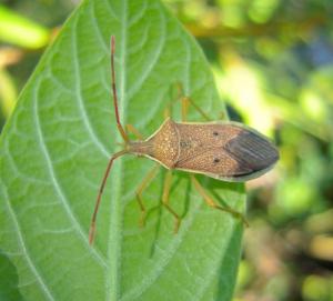 #777 嘉義同緣椿Homoeocerus (Tliponius) pallidulus Blöte, 1936