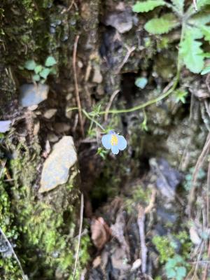 高山通泉草