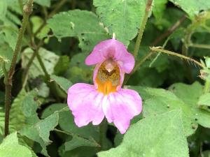 紫花鳳仙花