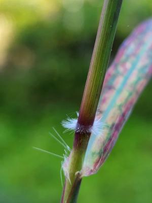 雙花草