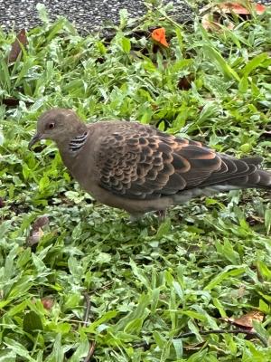 金背鳩(台灣亞種)