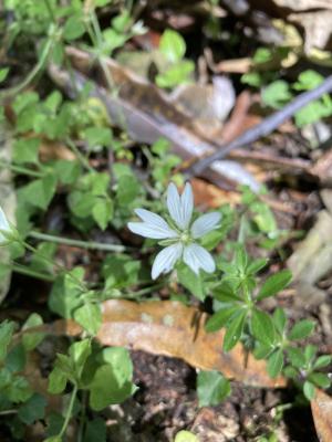 阿里山繁縷