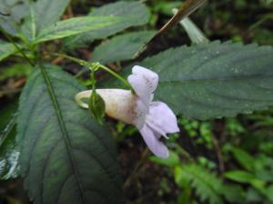 紫花鳳仙花