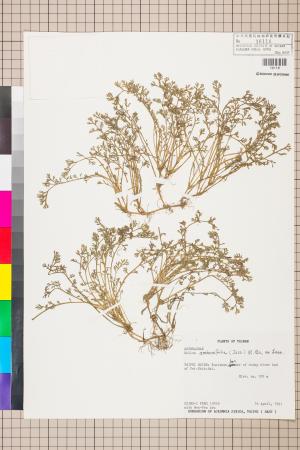 Soliva anthemifolia (Juss.) R. Brown ex Less._標本_BRCM 5072