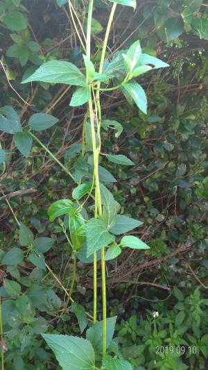 雙花蟛蜞菊