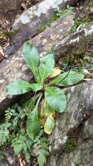 玉山櫻草