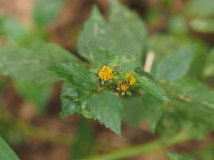 白花鬼針