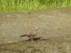 珠頸斑鳩