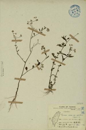 Vernonia cinerea var. parviflora (Reinw.) DC._標本_BRCM 3872