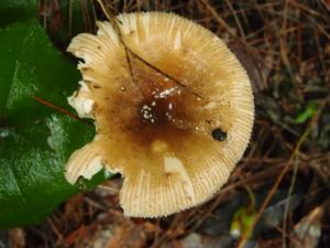 Russula pectinatoides(擬米黃紅菇)