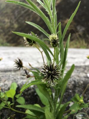 大花咸豐草