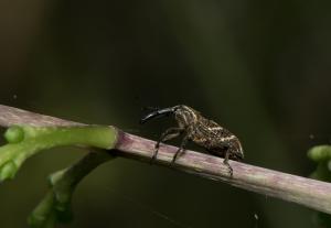 黃條象鼻蟲