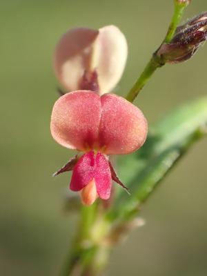 鏈莢豆 練莢豆