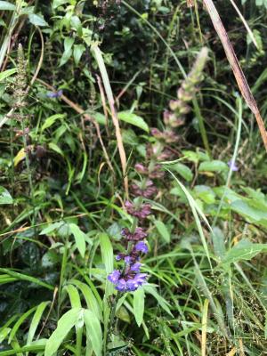 日本紫花鼠尾草