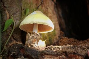 Volvariella bombycina(絲蓋小包腳菇)