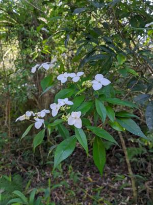 華八仙(華南分布)