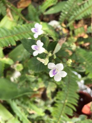 小花寬葉馬偕花