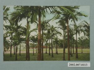 臺北新公園之椰子林