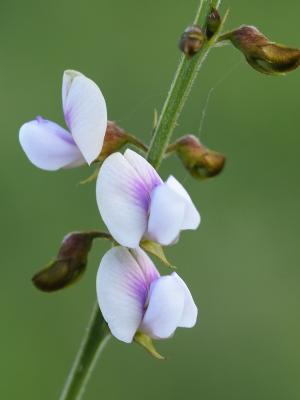 黃花鐵富豆