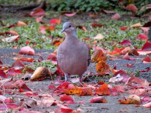 金背鳩