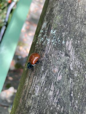 中華大紅金花蟲