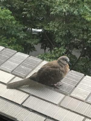 珠頸斑鳩