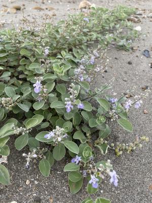 單葉蔓荊  白背蔓荊 蔓荊子