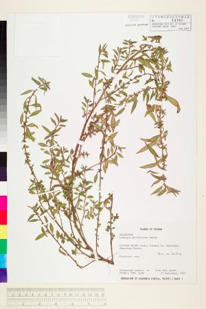 Ludwigia epilobioides Maxim._標本_BRCM 3640