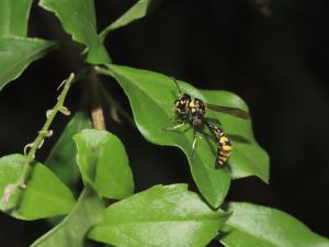 四刺飾螺蠃